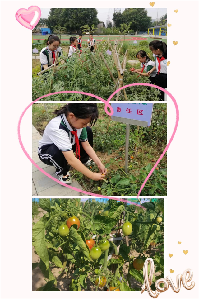 灞桥区东城二小红旗分校开展劳动采摘活动