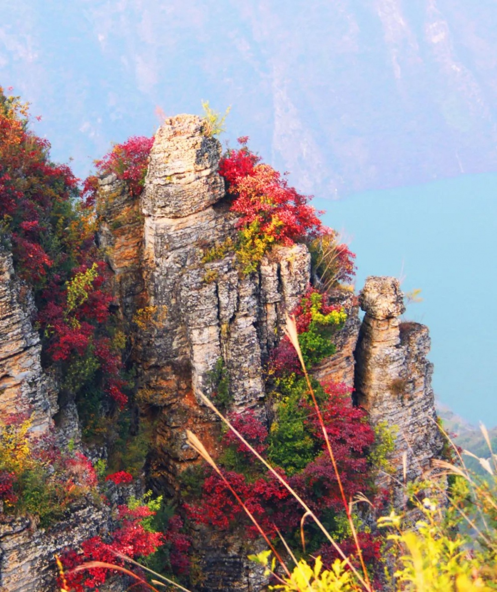 巫山红叶,万山红遍!