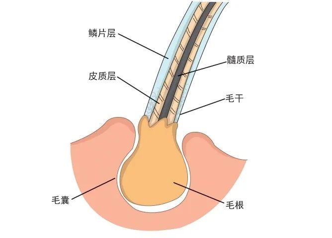 剃的结构图片