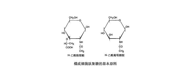 肽聚糖是什么的细胞壁