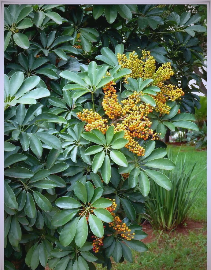 鹅掌藤:五加科的多功能植物