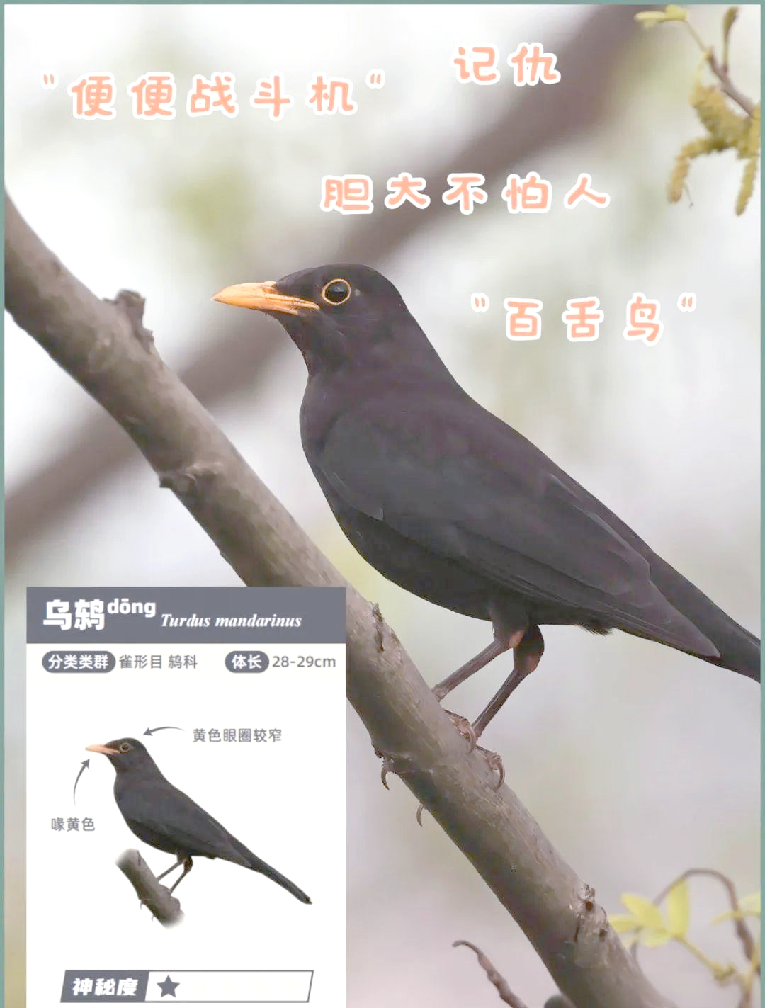 科普专区:探秘多种"黑鸟",喜鹊,乌鸦,乌鸫与八哥的区别与识别方法