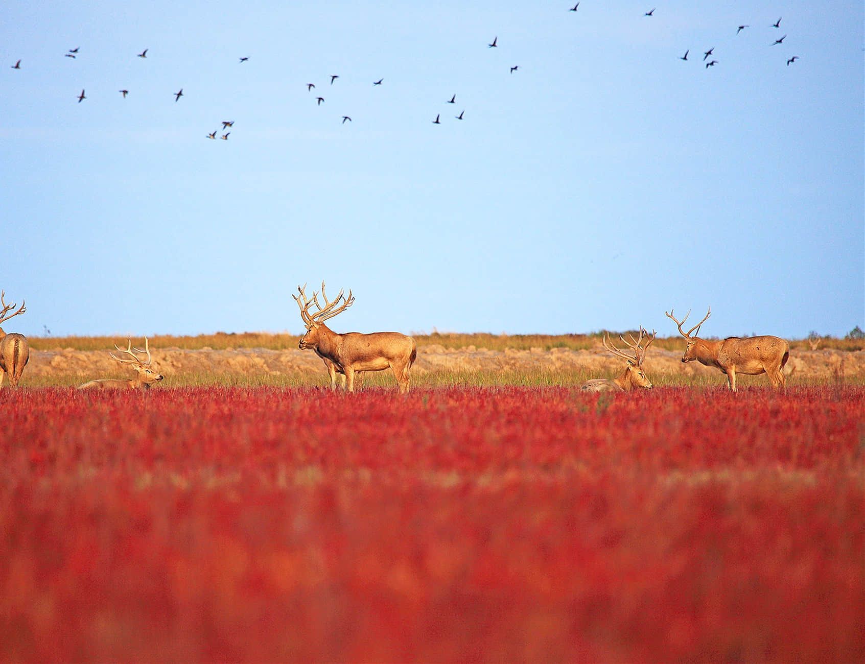 探秘盐城唯一5a景区,堪称国内绝美旅行秘境|盐城旅游攻略