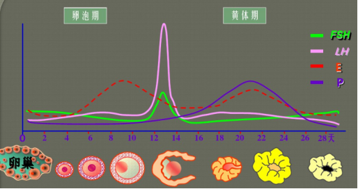 正常排卵lh峰值图图片