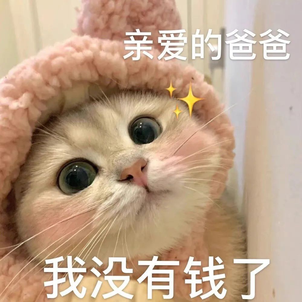 小猫喊爸爸表情包图片