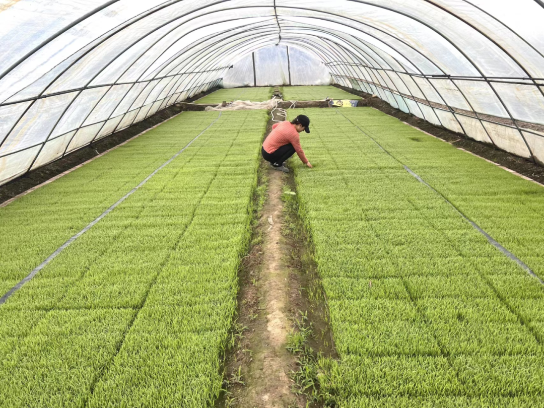 长汀镇水稻秧苗长势良好