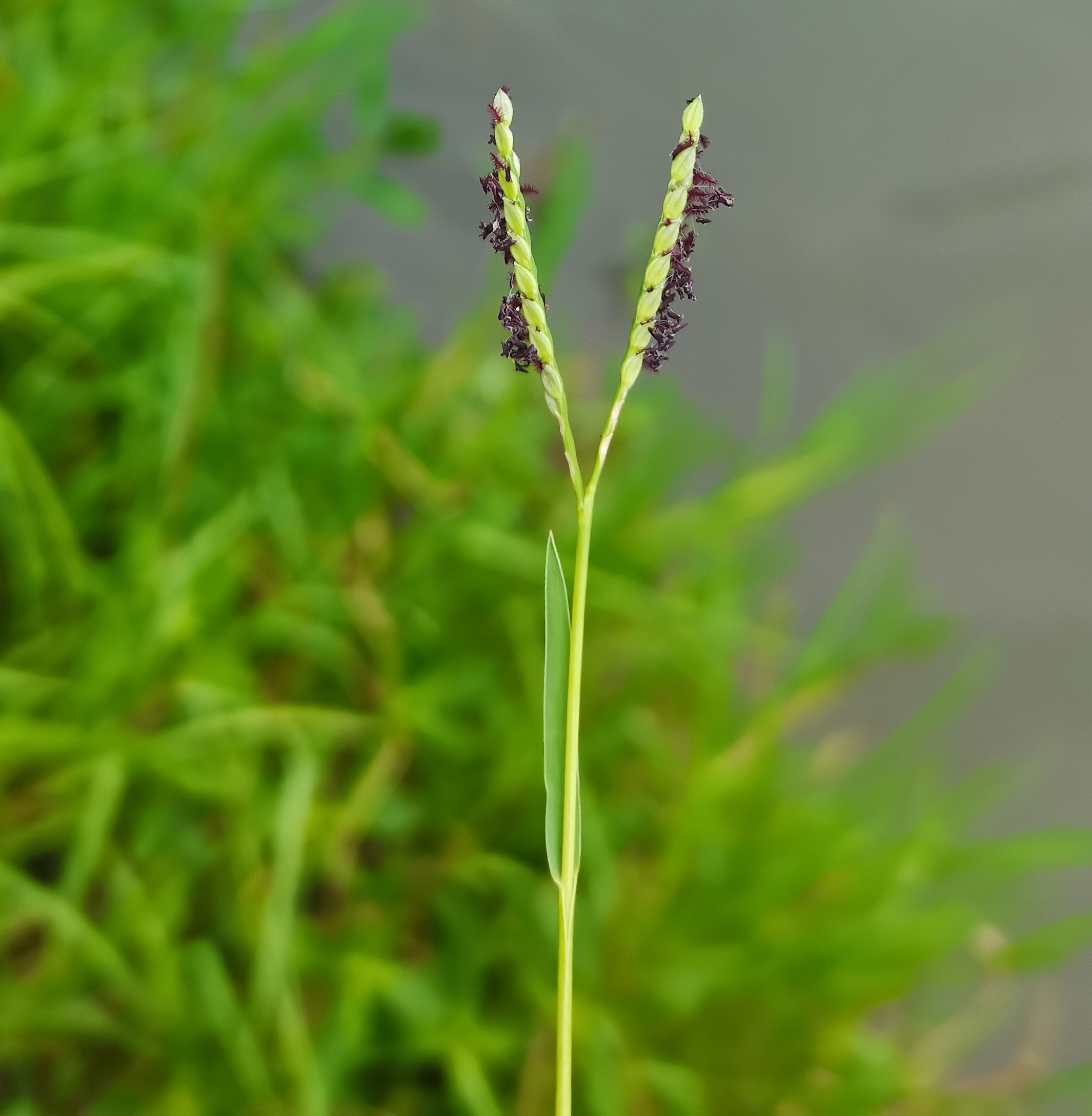 入侵植物—双穗雀稗