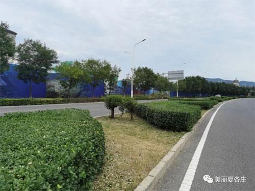 平谷区夏各庄镇修剪新城绿化带美化环境