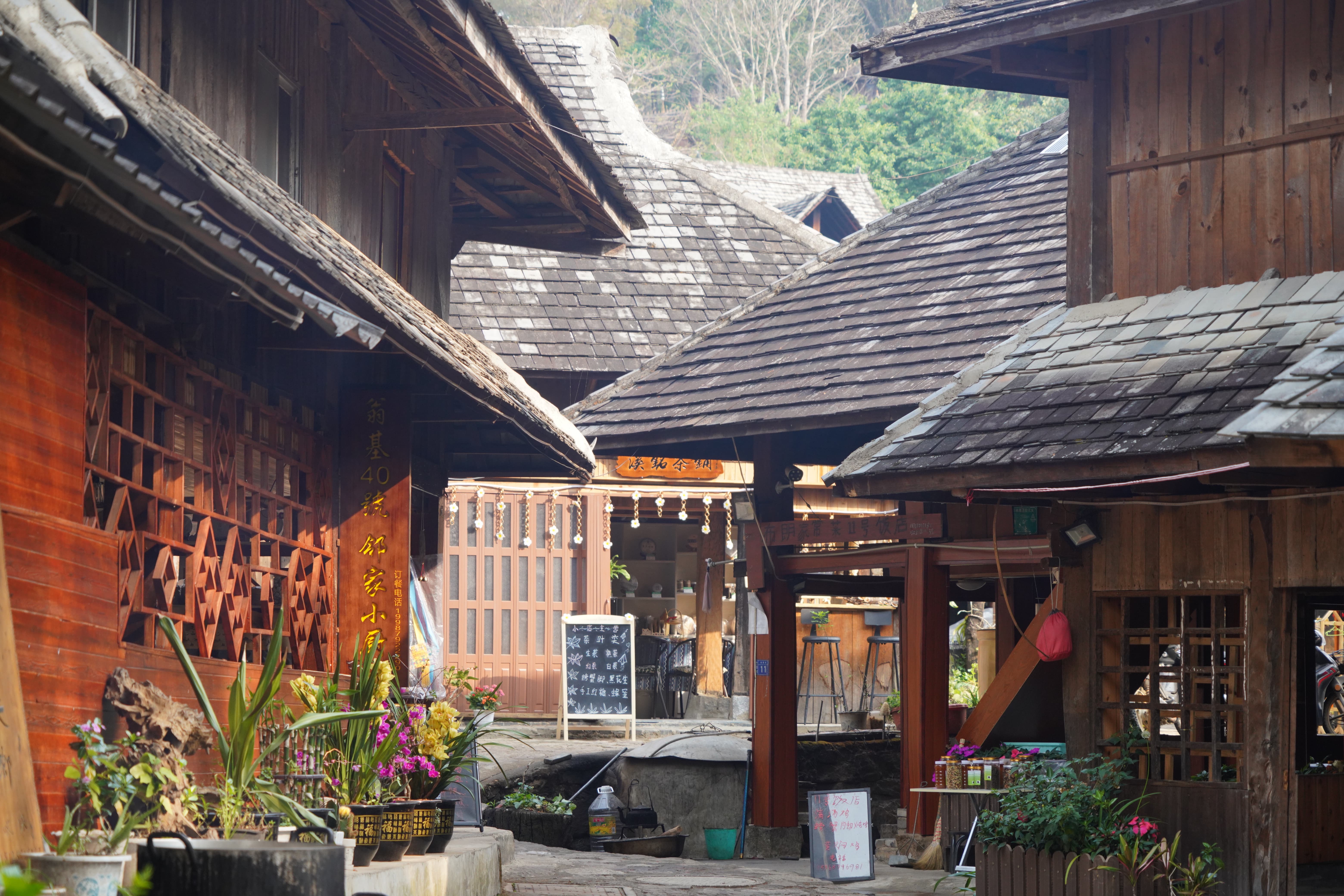 「"新生向前"」"世界茶源"见千年古寨——芒景村