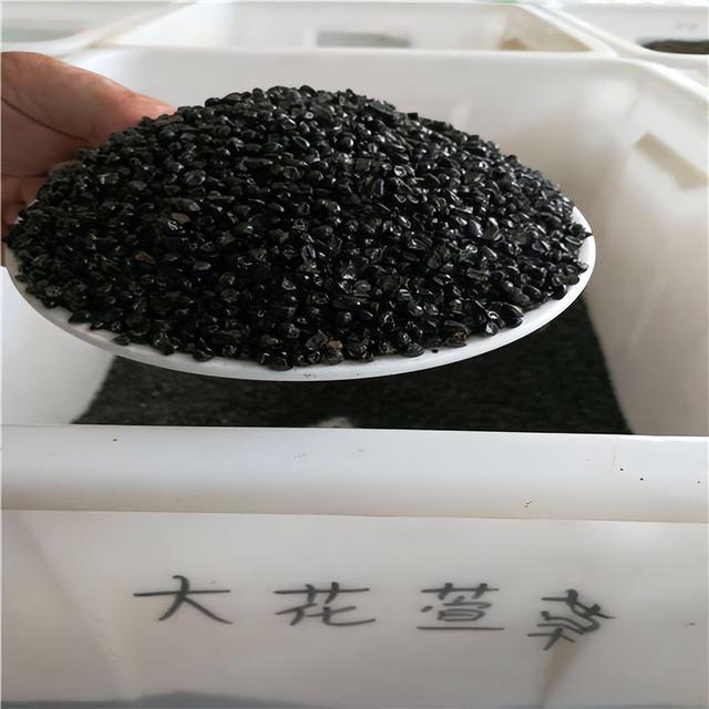 大花萱草种子何时播种