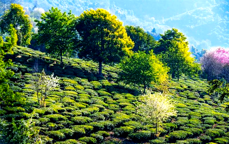 双柏白竹山茶园的春日茶香之旅