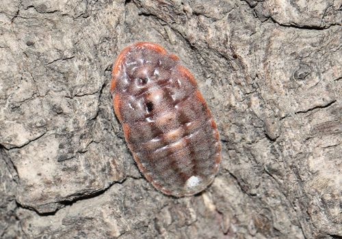 草履蚧生物学特性与防治方法