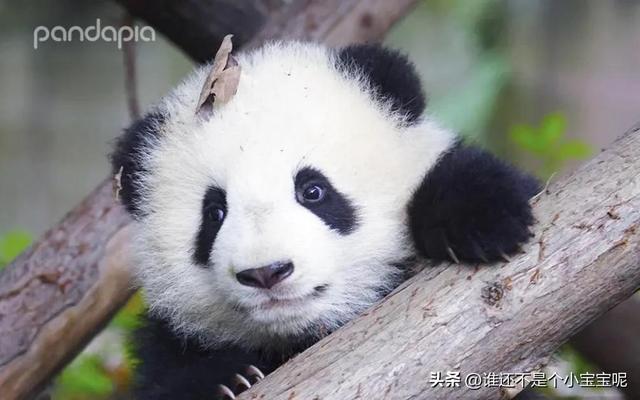 每天认识一只大熊猫——奇果,长相甜美,和妈妈一起卖惨走红网络