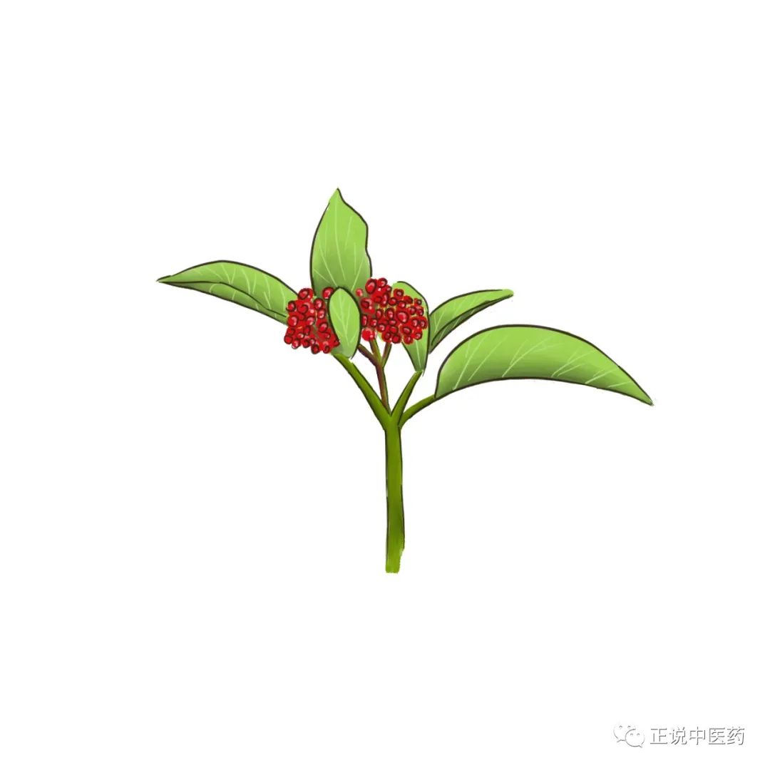 煮雞吃. 以上三藥方皆出自《紅河中草藥》6.