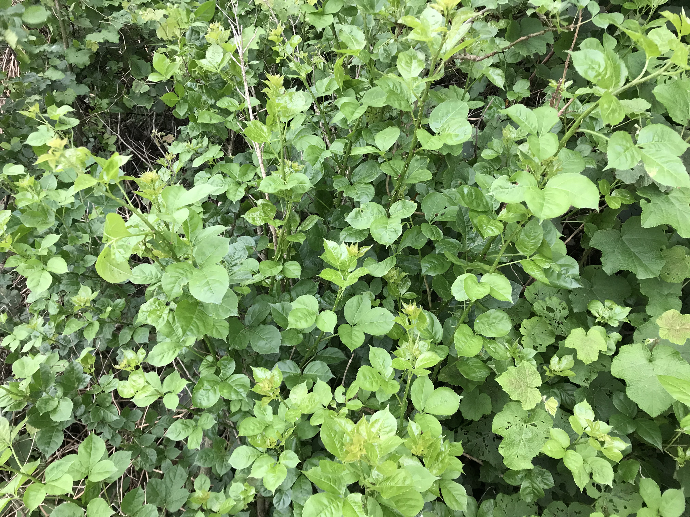 南方春天的野菜图片