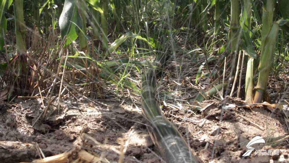 平原新农人刘金岭:开办现代农场带领村民增收致富 获评"齐鲁乡村之星"