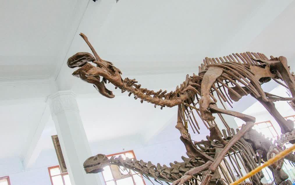 雷龙化石:世界巨兽77吨,我国巅峰33吨!