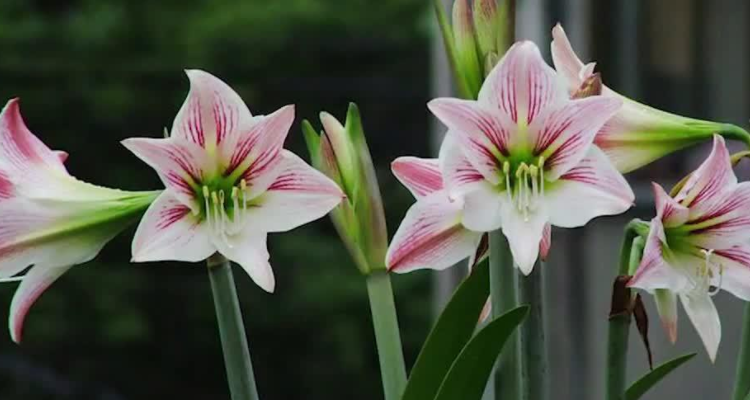 朱顶红和水鬼蕉的区别