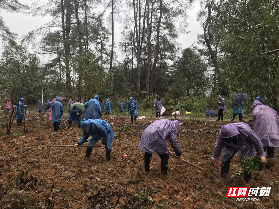 宜章县笆篱镇开春植树忙谋划大振兴