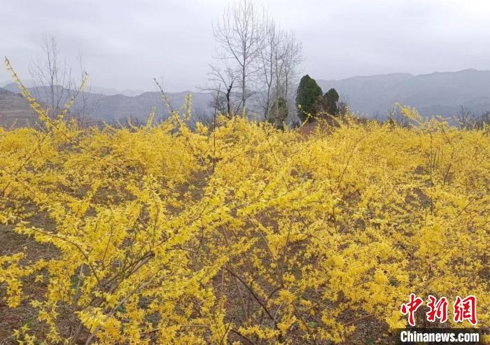 连翘花海图片