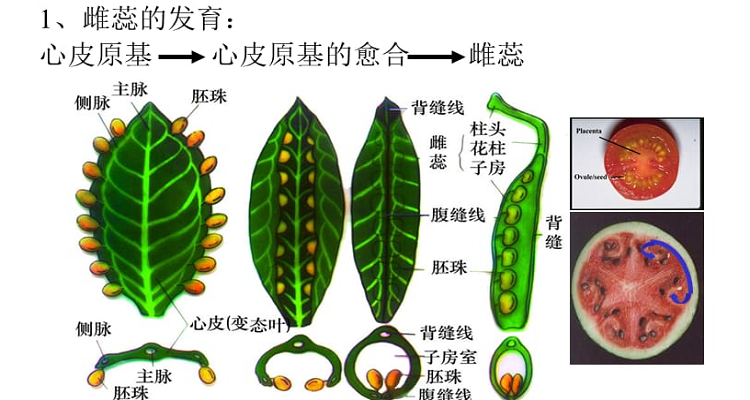 雌蕊由什么组成图片