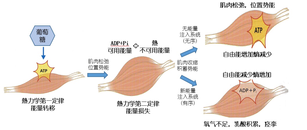 抗重力肌肉与睡眠调节机制