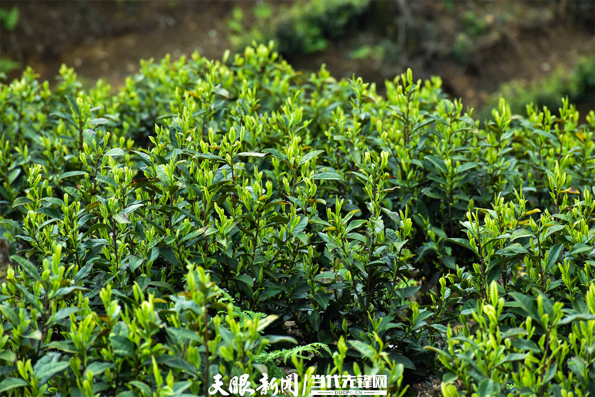 剑河县久仰镇:白茶采摘忙