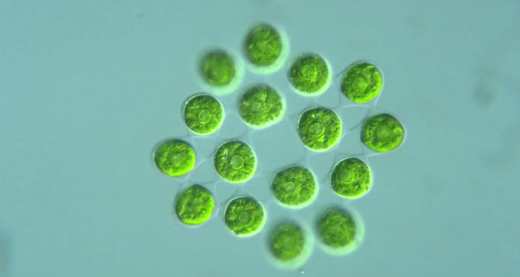 盘藻属于什么纲呢