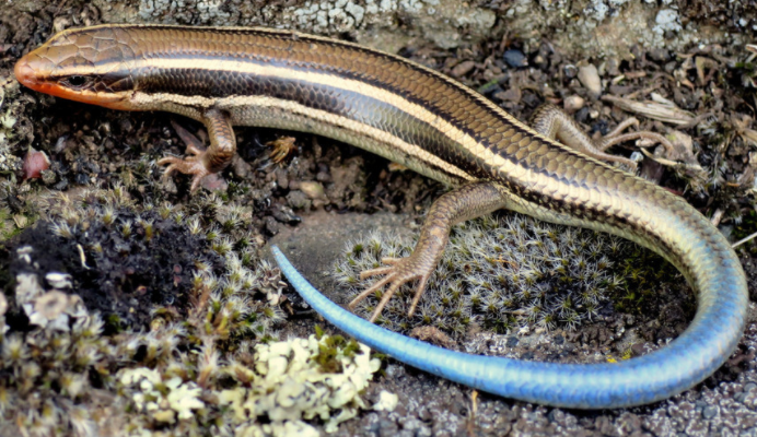 成年蓝尾石龙子多大