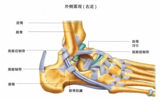 胫后肌腱图片