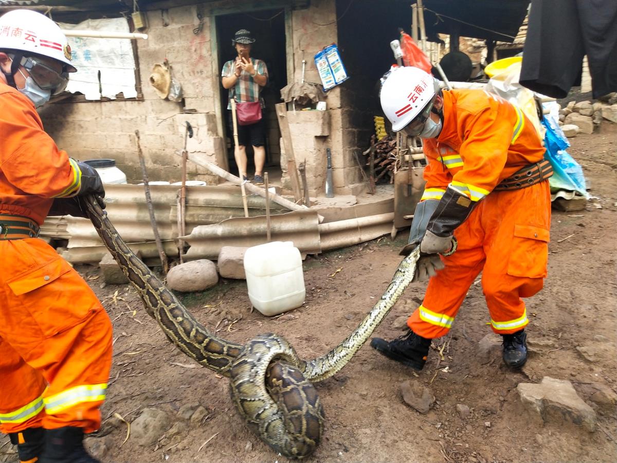 3.6米大蟒蛇闯进云南村民家吞食6只鸭,消防:第一次见到