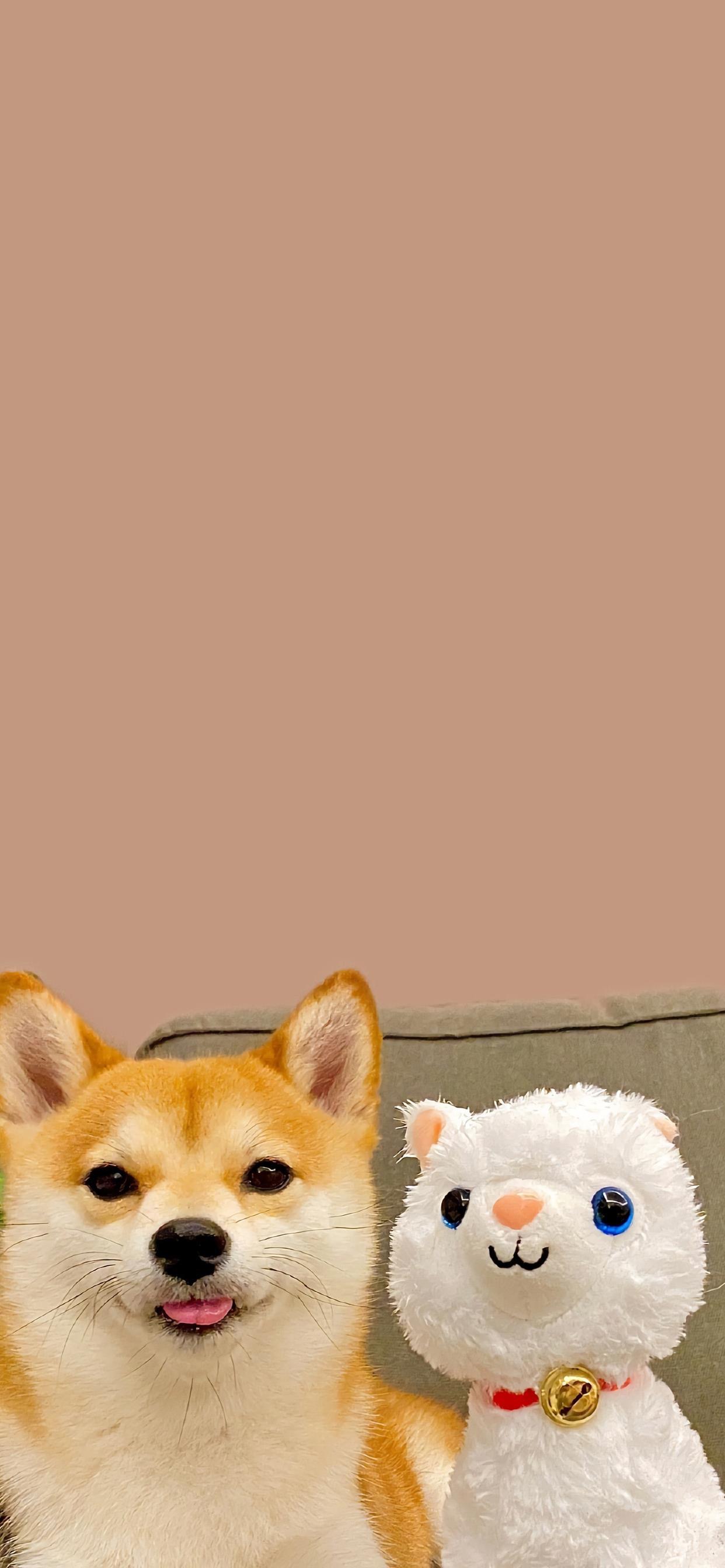 壁纸|超治愈的宠物