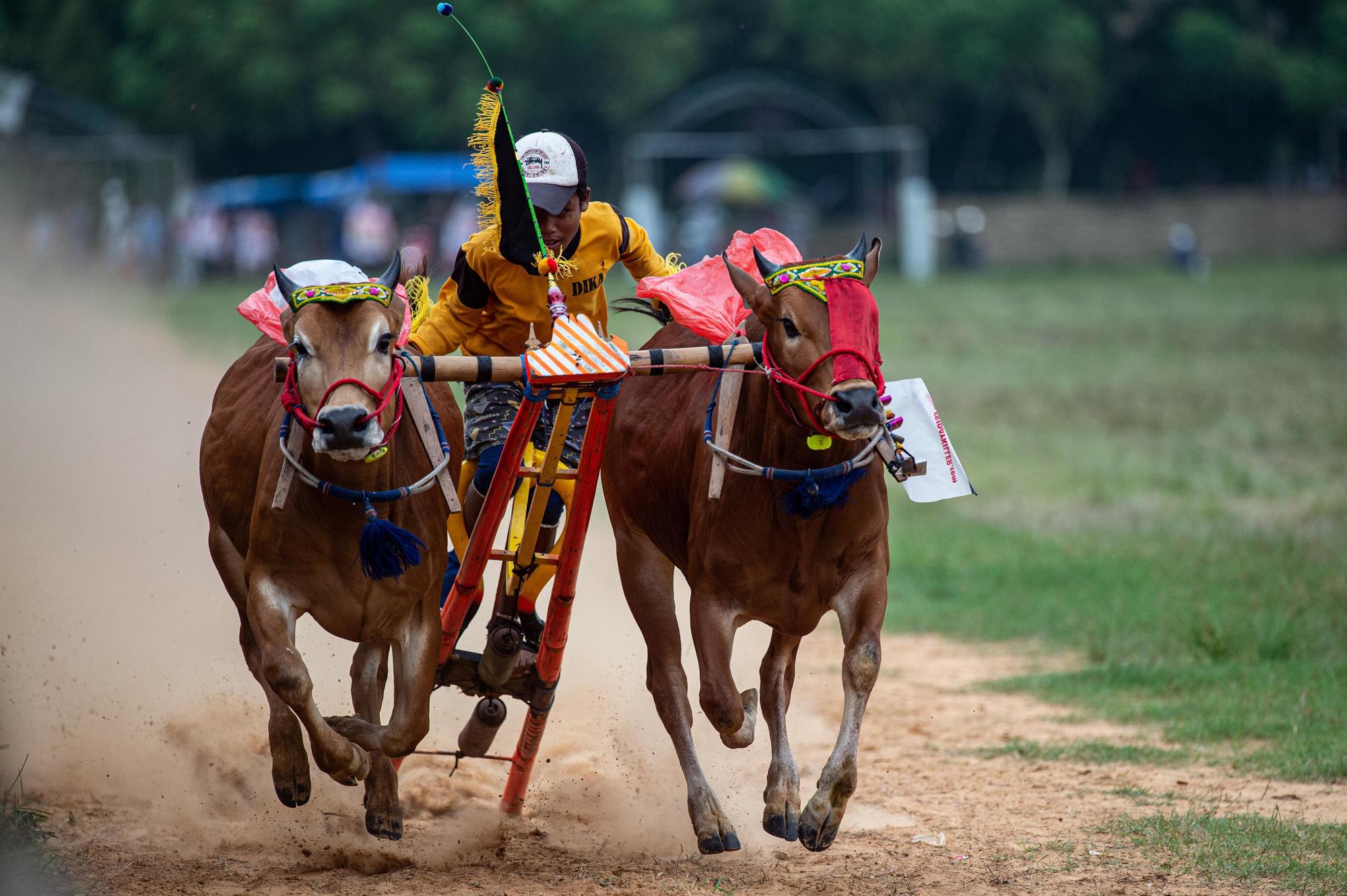 印尼举行传统赛牛比赛