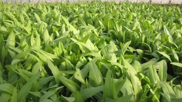 广东八甲唛菜,口感爽滑无渣,你吃过吗?