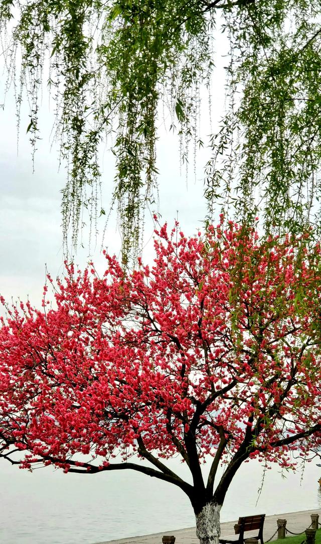 桃红柳绿"醉"春天!