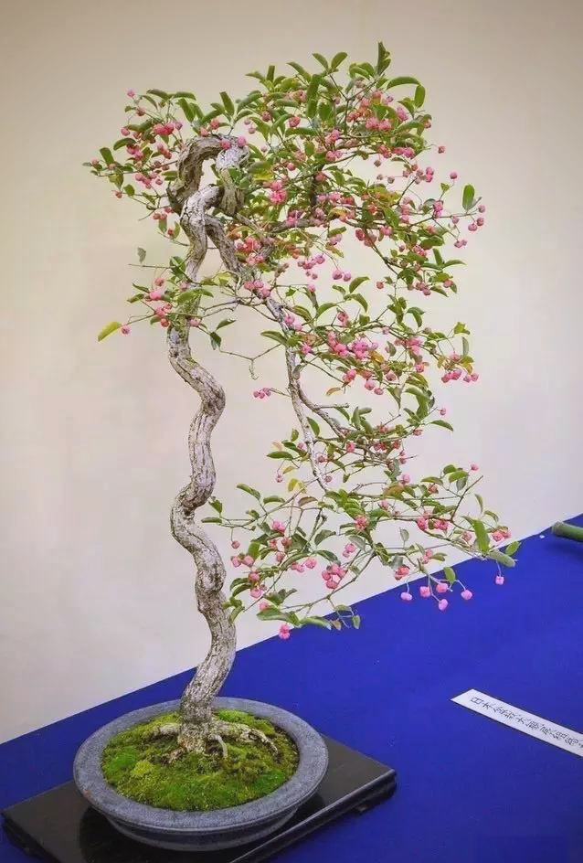 卫矛盆景的色彩与象征:海内外爱好者为何钟爱