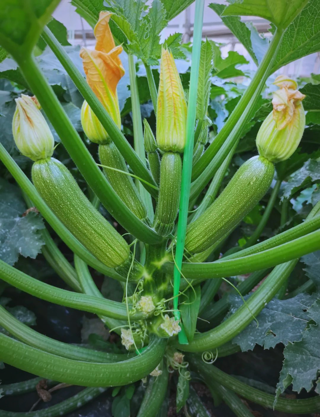 优质小瓜品种推荐,助您实现高收益种植!