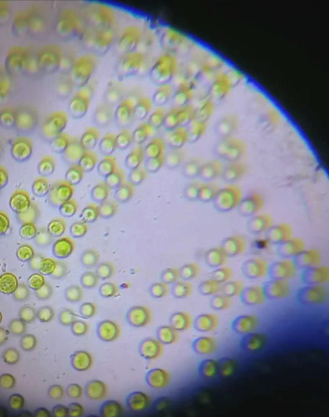 小球藻——一种高效光合植物与重要资源
