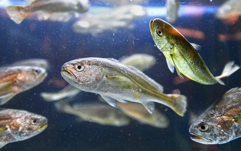 图为全人工养殖的小黄鱼.丁继敏摄 图为全人工养殖的小黄鱼.丁继敏摄