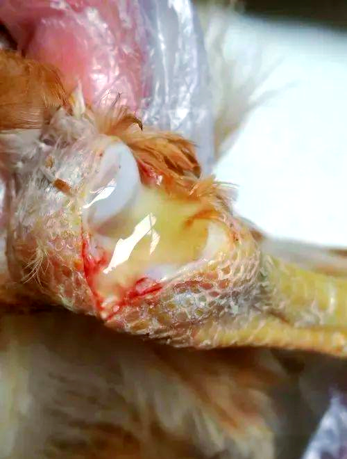 滑液囊支原体:养禽业的难题与多样化的药物解决方案