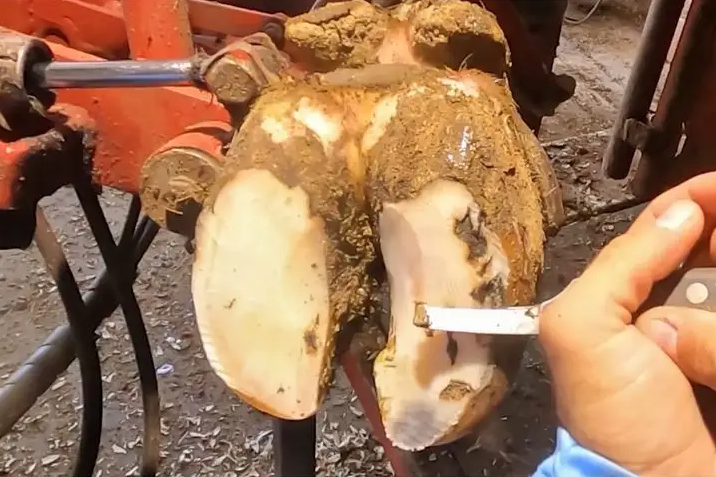 为什么要给牛修蹄?该如何操作呢?