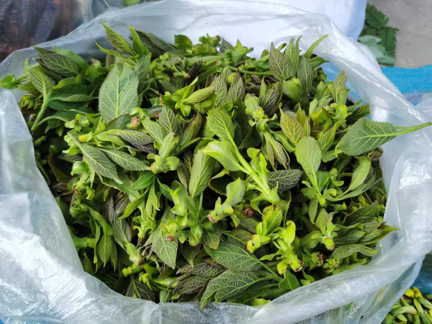 赏味春天,滇西野菜正新鲜