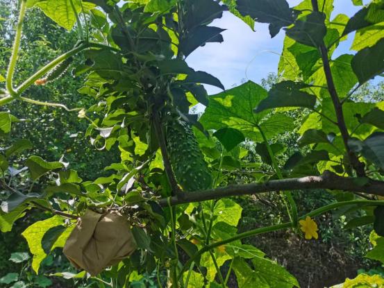 遵化"老蚧黄瓜"获"河北省蔬菜精品"称号