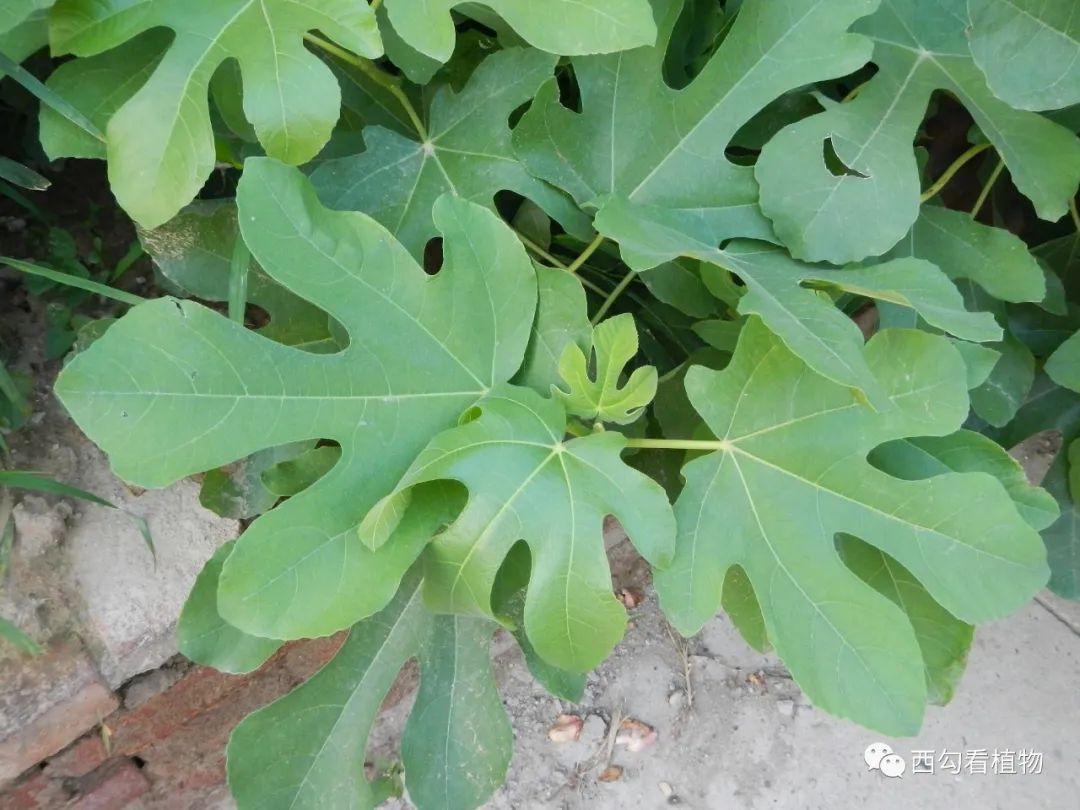 无花果ficus carica