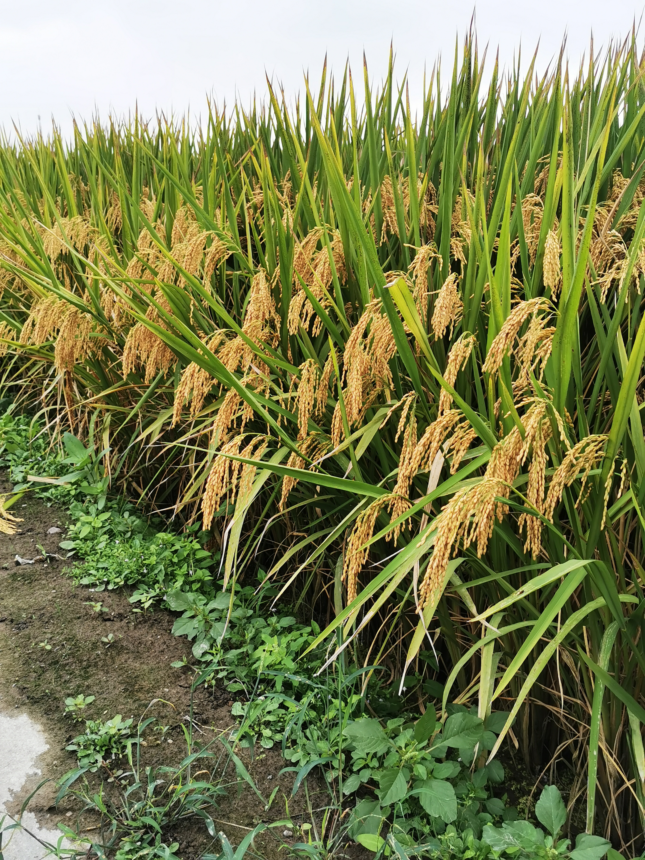 佳一吨稻水稻稻种实验田高产高抗性