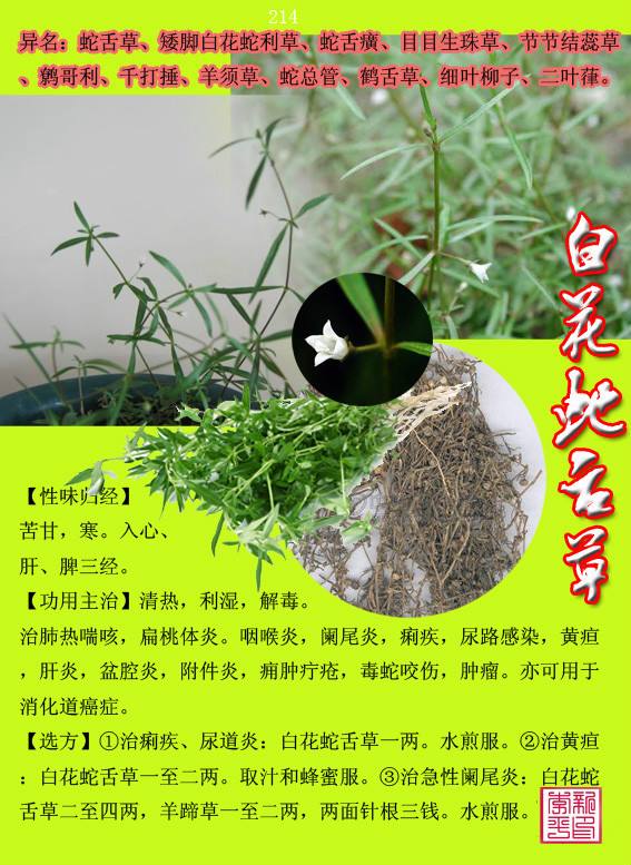 中草药:白花蛇舌草 功效