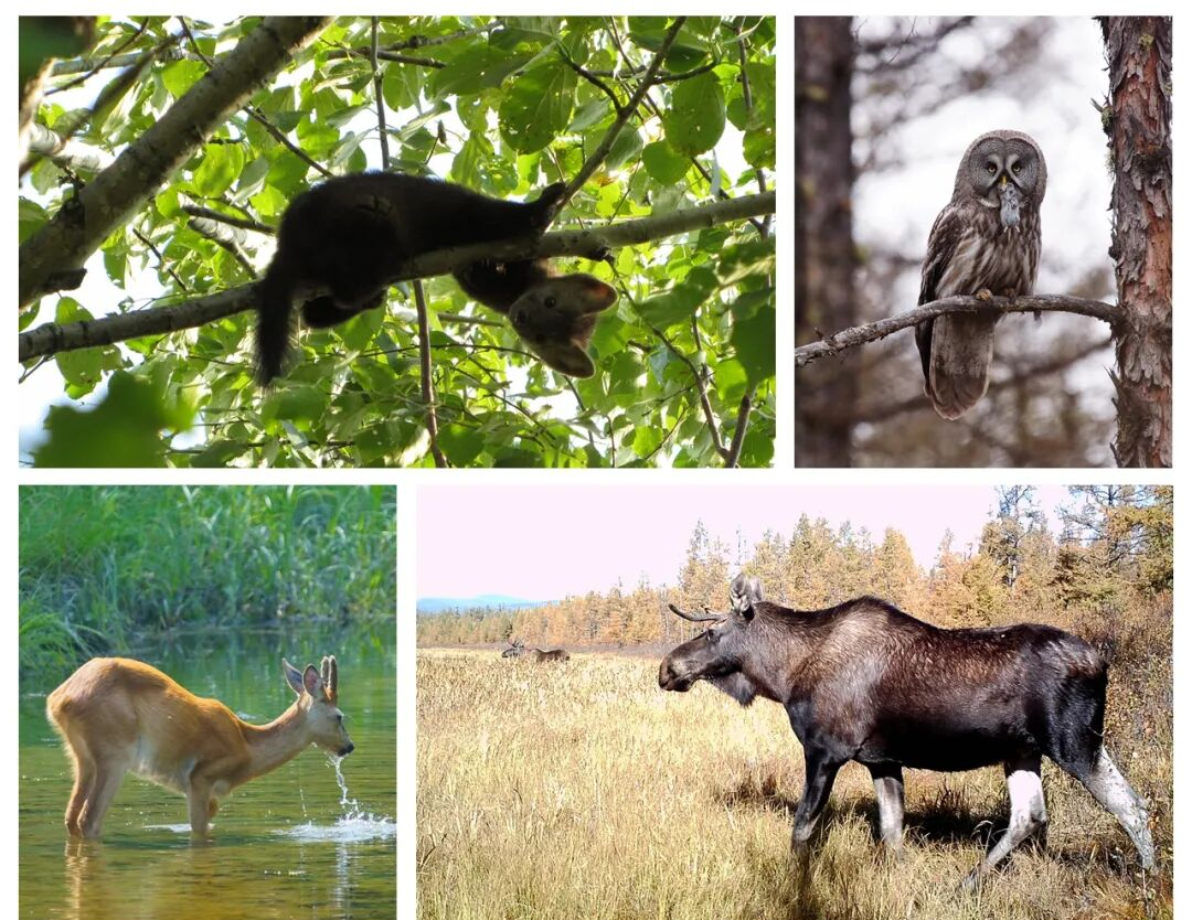 汗马国家级自然保护区荣登世界自然保护联盟绿色名录