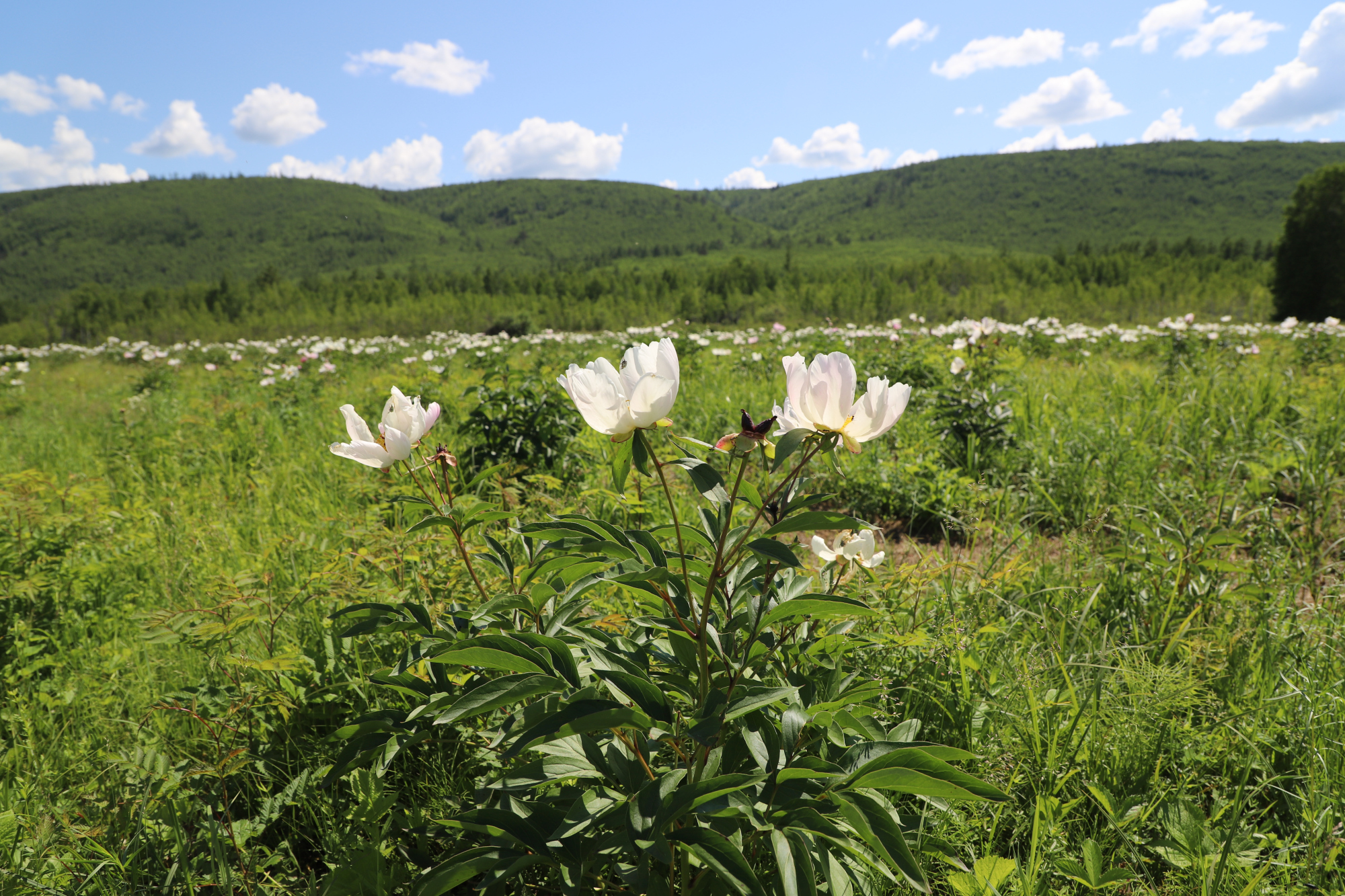 大兴安岭林业集团公司阿木尔林业局扩大北药种植规模培育接续产业
