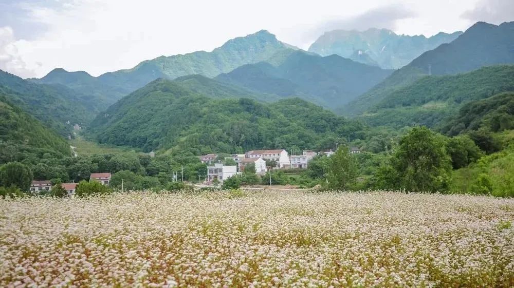 蓝田鹿走沟花海图片