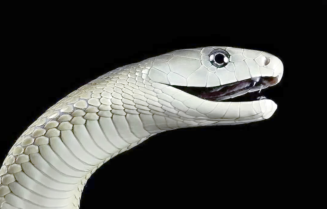 探秘黑曼巴蛇:死亡之影中的生存智者